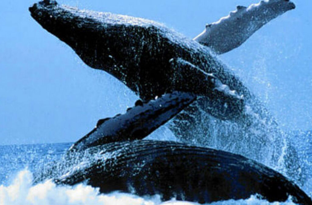 Hermanus – The world’s Whale-Watching capital