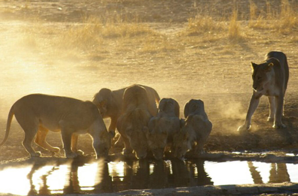 Get back to basics in Kgalagadi Transfrontier Park at Nossob Camp
