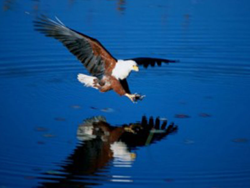 African fish eagle