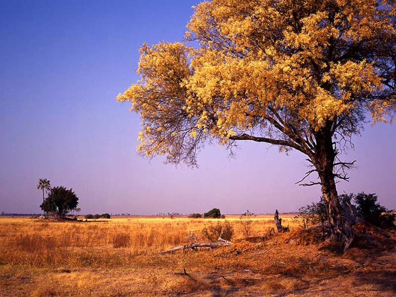 Mixed Tree Mopane/Knob-thorn Savanna/Red Bushwillow Bushveld