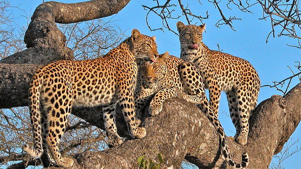 kruger leopards