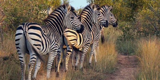 kruger zebras