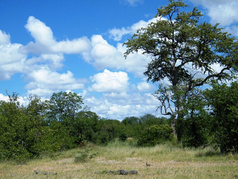 Mopane/Red Bushwillow Woodlands