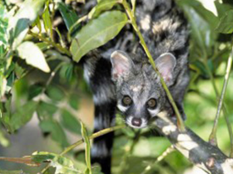 Small Spotted Genet 