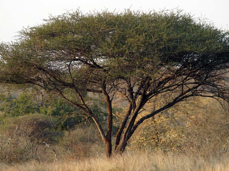 Tree Mopane Savanna