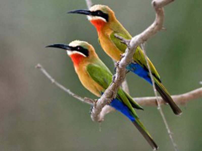 White Fronted Bee Eater 