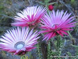 Hermanus Botanical Society Flower Festival