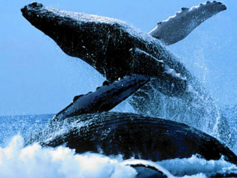 The Two Oceans Hermanus Whale Festival 