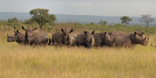 kruger rhinos