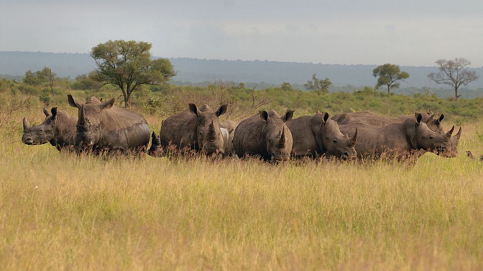 kruger rhinos