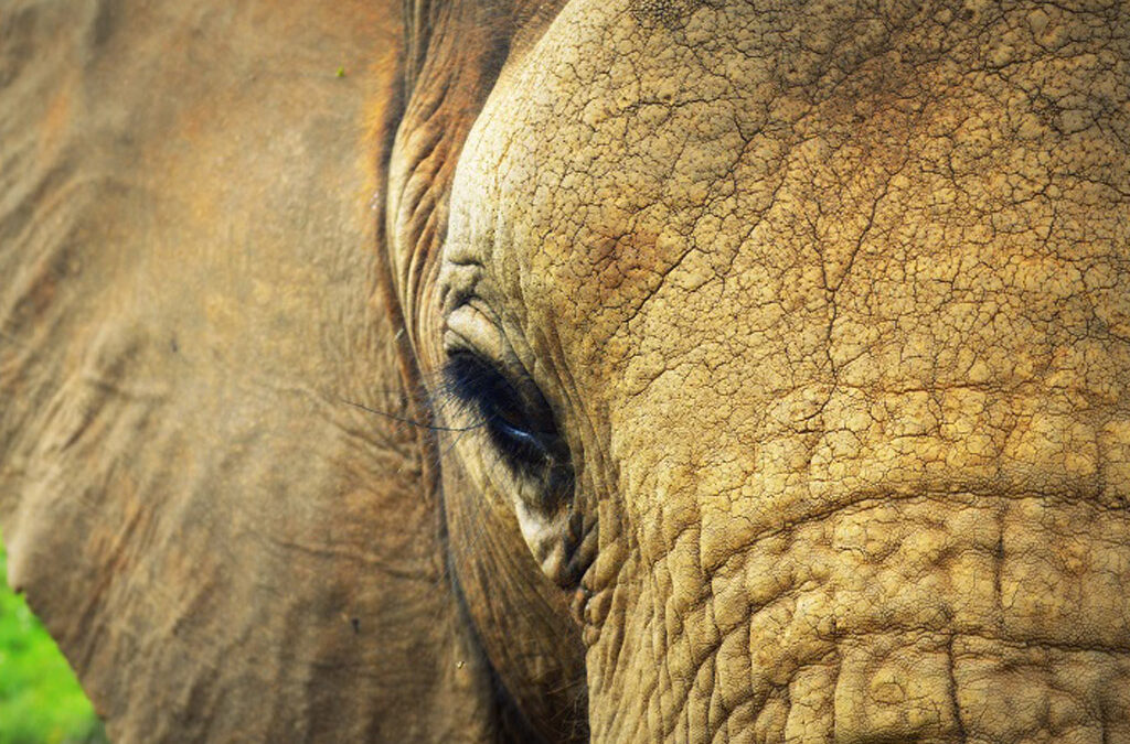 The Addo Elephant Park