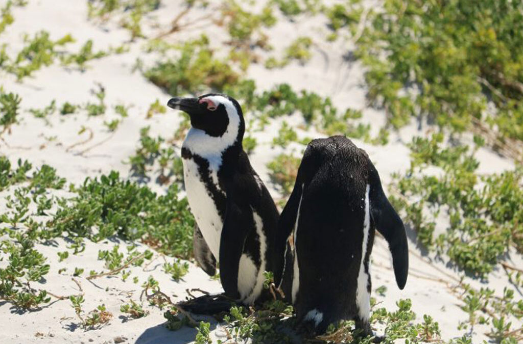 African Penguins