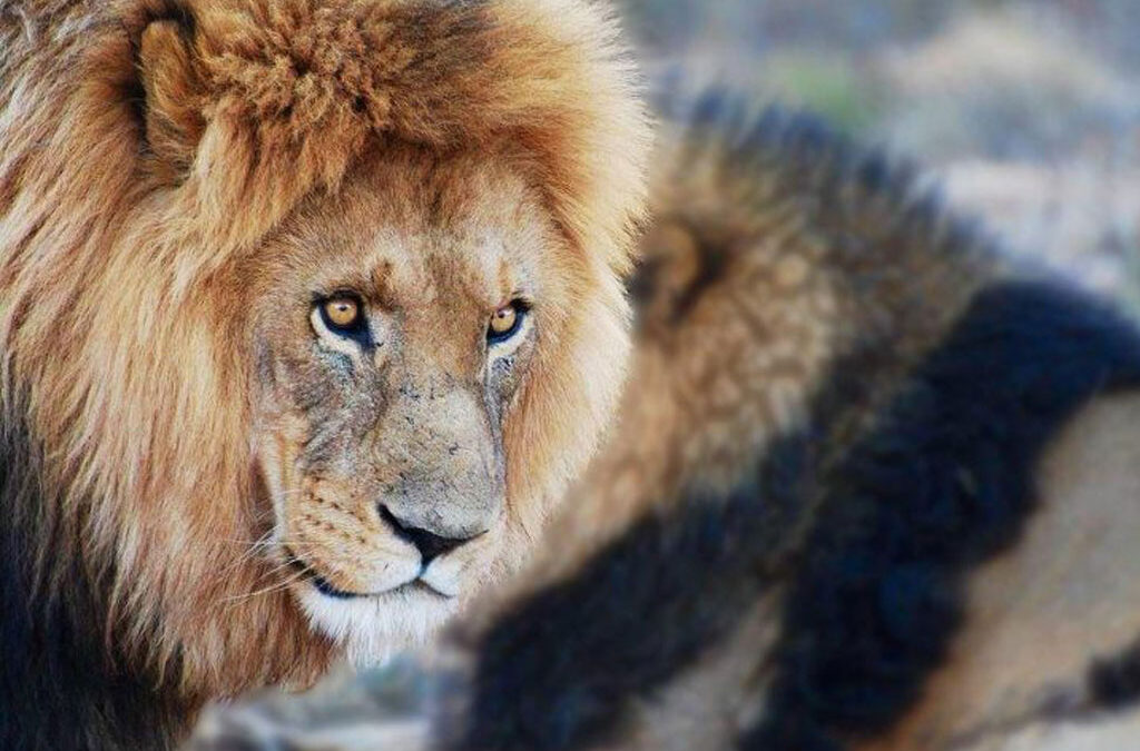 What to bring on Safari?