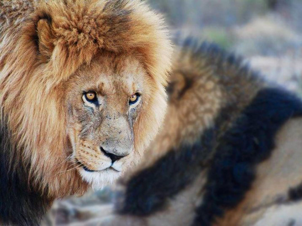 abt-lion-the-big-5