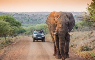 safari game drive elephant leopard mountain