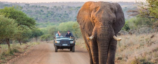 safari game drive elephant leopard mountain