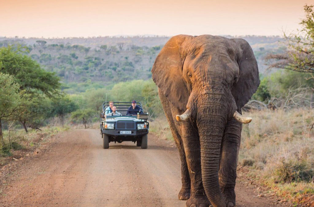 Kruger National Park and Greater Kruger Park