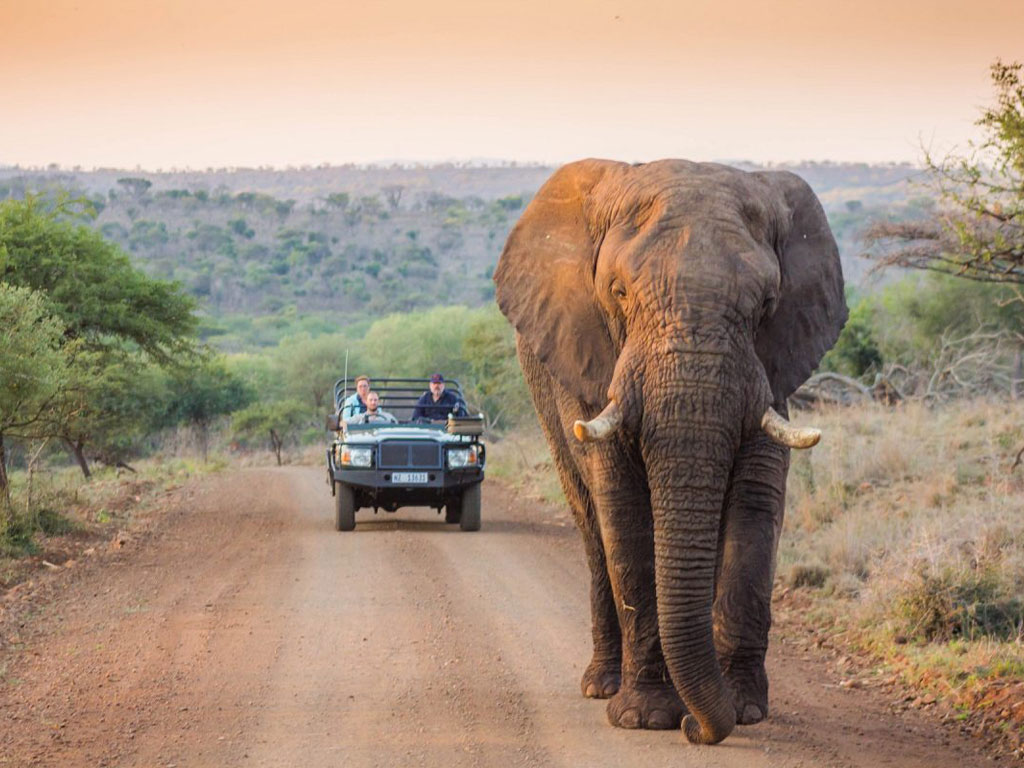 abt-greater-kruger-park-elephants