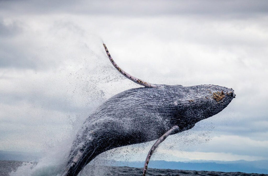 Whales have arrived!