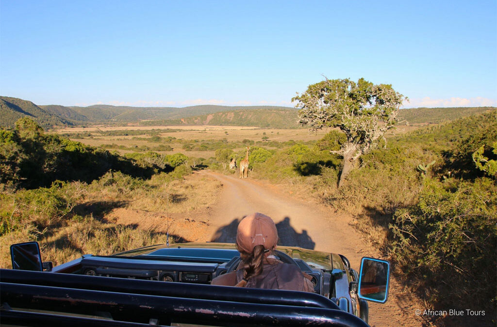 Where to Safari in South Africa