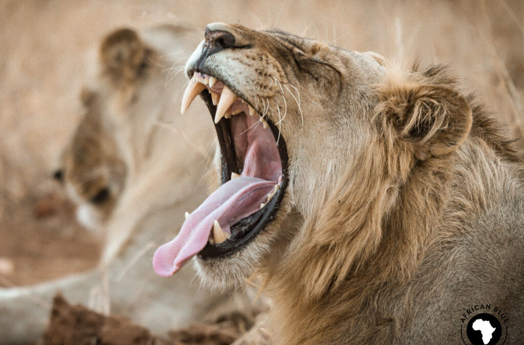 The Kruger National Park